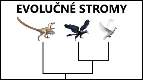 Evolučný strom cicavcov