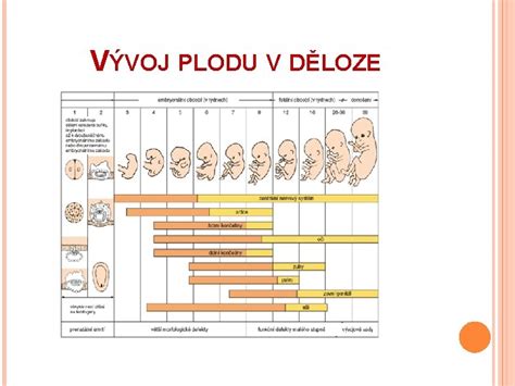 Vývoj plodu v maternici cicavca s placentou