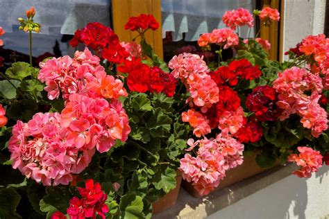 Kvitnúce muškáty na balkóne