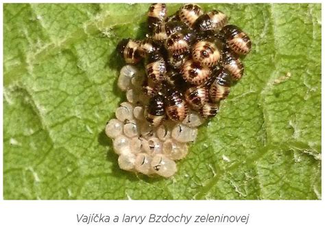 Detailný pohľad na molovku tujovú a jej larvy