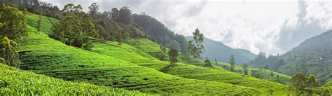 Zelené čajové plantáže v horách