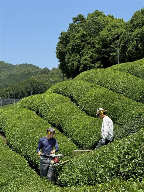 Ručný zber čajových lístkov