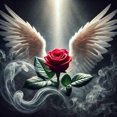 Rose Angel Wings kvitnúce v záhrade