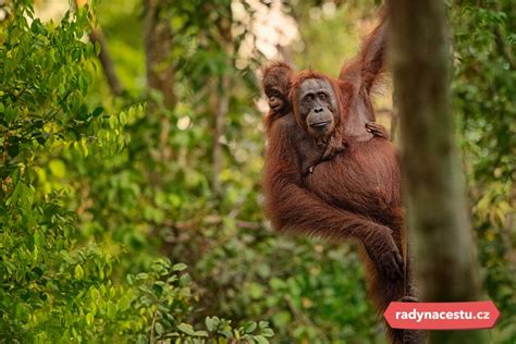 Orangutan v indonézskej džungli
