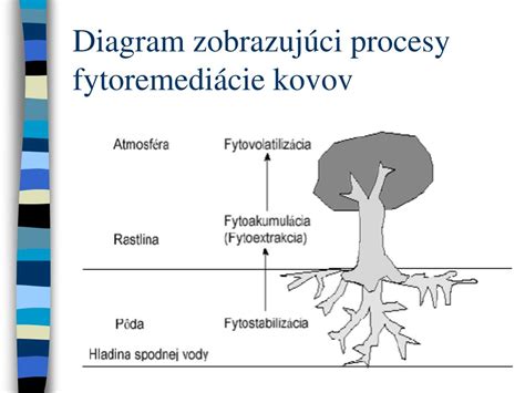 Schéma fytoremediácie