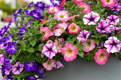 Farebné petúnie v kvetináči