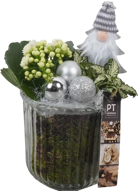 Zimné aranžmány na balkóne s vždyzelenými rastlinami