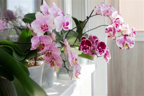 vhodné umiestnenie orchidey na okne