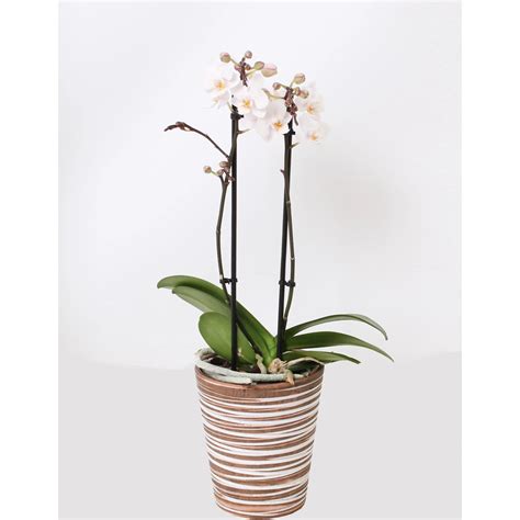 Orchidea v keramickom kvetináči