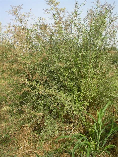 Rastlina Lawsonia Inermis (Henna) s kvetmi