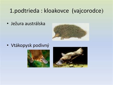 Vtákopysk a ježura