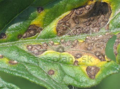 List oleandra napadnutý plesňou