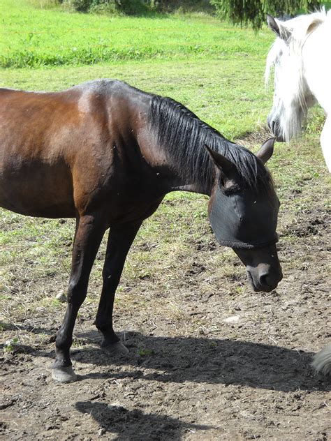 Žrebec a kobyla pred párením