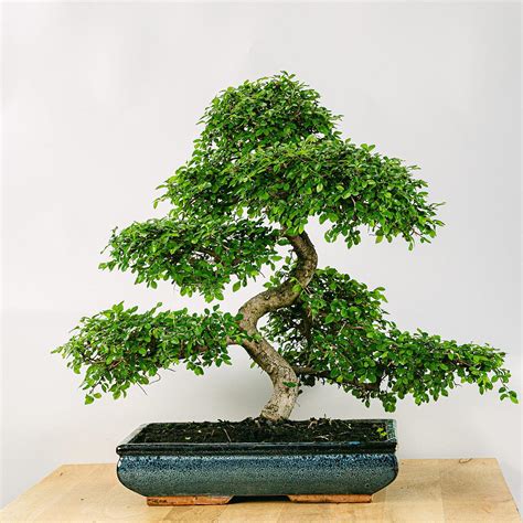 bonsaj zelkova