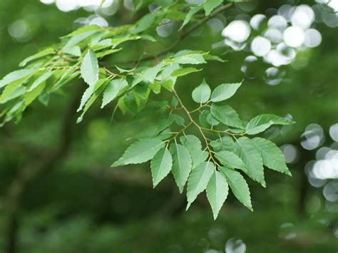 kultivary Zelkova ostrolistá