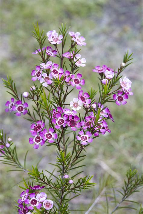 Zazimovanie Chamelaucium uncinatum