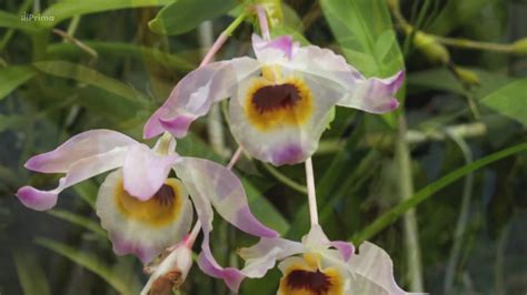 Epifytické orchidey v prirodzenom prostredí