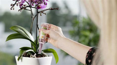 Ostrihanie stonky orchidey po odkvitnutí
