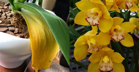 Poškodené listy orchideí