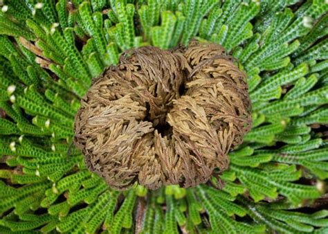 Pravá Ruža z Jericha (Anastatica hierochuntica) oproti nepravej (Selaginella lepidophylla)
