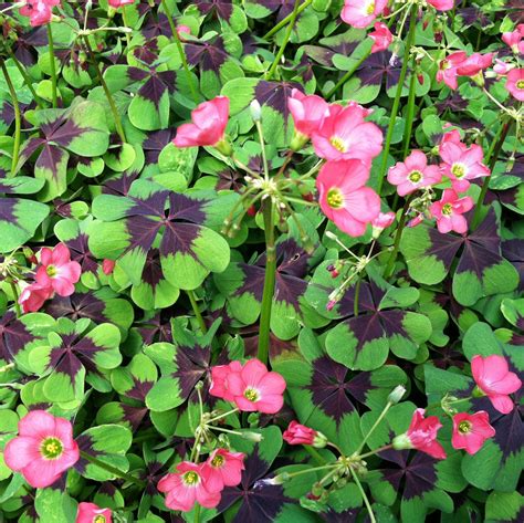 Oxalis tetraphylla