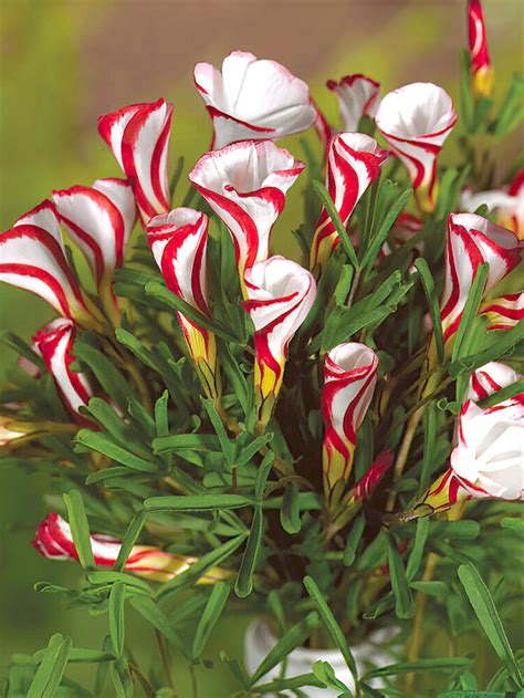 Oxalis versicolor kvety