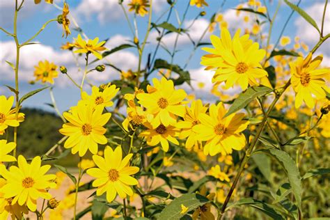 Topinambur kvety
