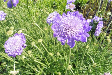 Hlaváč (Scabiosa) v záhrade