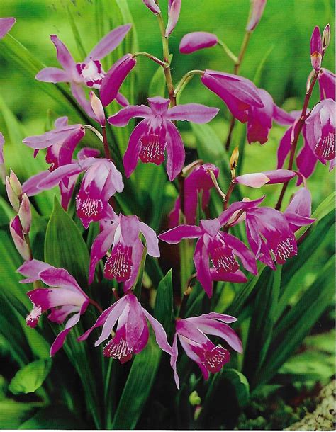 Bletilla Striata v plnom kvete