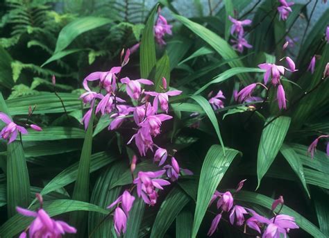 Detail kvetu Bletilla Striata
