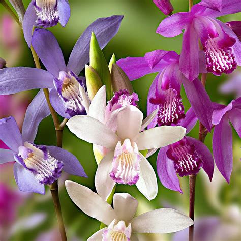 Rozmiestnenie Bletilla Striata v záhradnom záhone