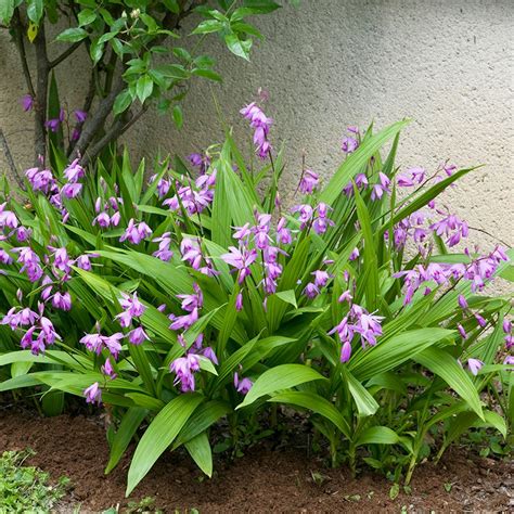 Mulčovanie Bletilla Striata na zimu