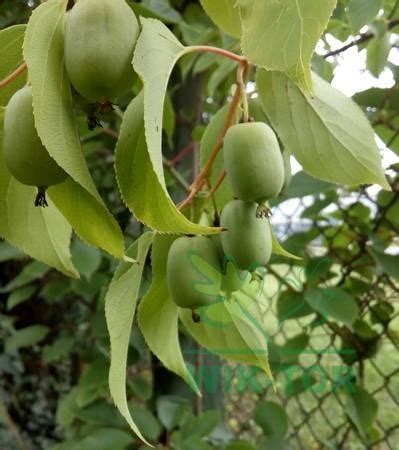 kiwi pestované na pergole