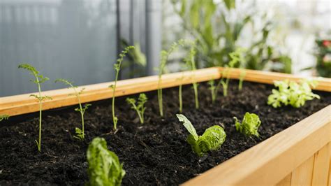 Ilustrácia rôznych druhov zeleniny vhodných na pestovanie v nádobách na balkóne