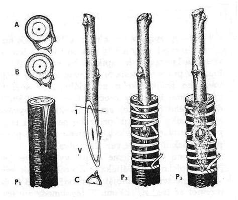 Ilustrácia anglickej kopulácie pri štepení stromov