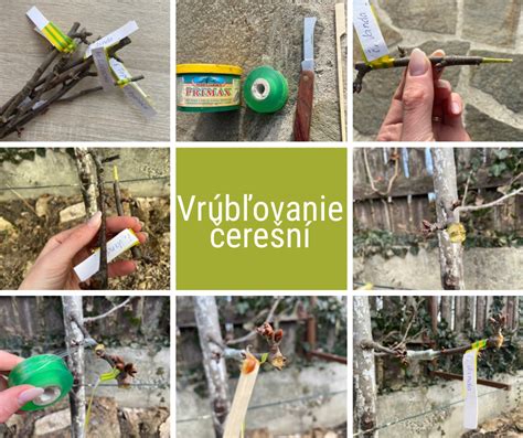 Štepenie ovocného stromu pod kôru