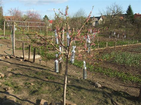 Proces očkovania ovocného stromu