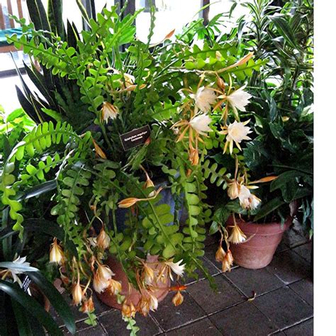 Zalievanie Epiphyllum Anguliger