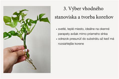 Schéma zakoreňovania odrezku v rôznych médiách (voda, substrát)