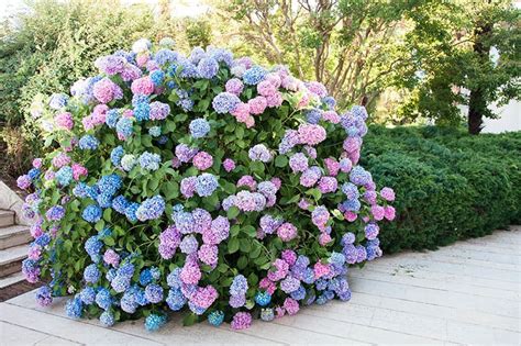 hortenzia kalinolistá