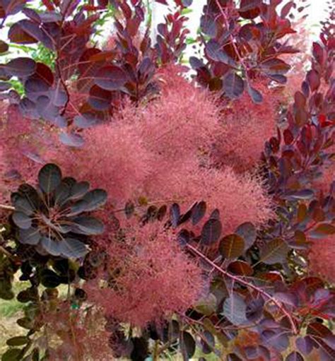 škumpa vlasatá s kvetmi