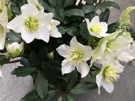 kvety hamamelu v zime