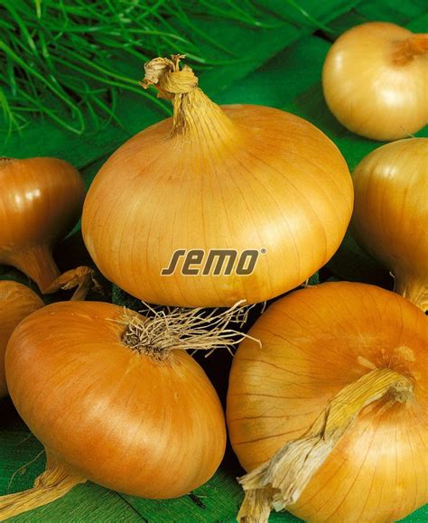 Cibuľa Štutgartská v reze