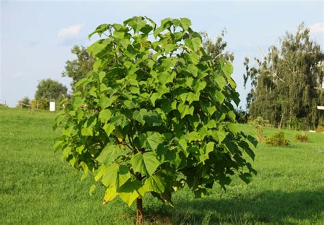 Strom Paulovnie po orezaní