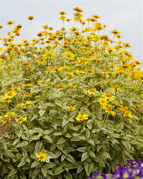 Mapa rozšírenia Heliopsis helianthoides v Severnej Amerike