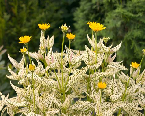 Pohľad na krémovo panašované listy Heliopsis 'Loraine Sunshine'