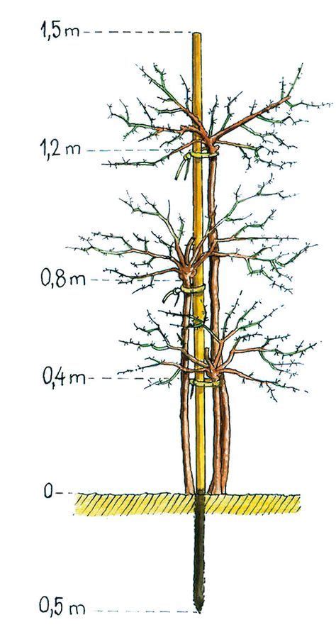 Detail štepenia ríbezlí