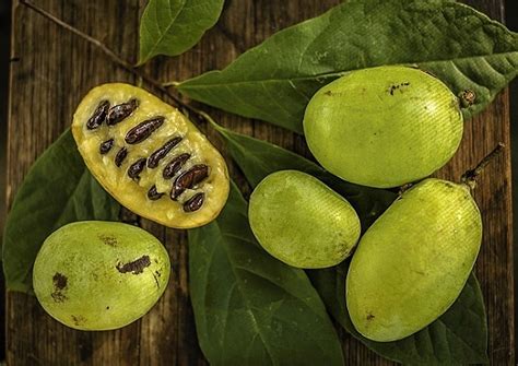 Zrelé plody Paw-Paw (asiminy)