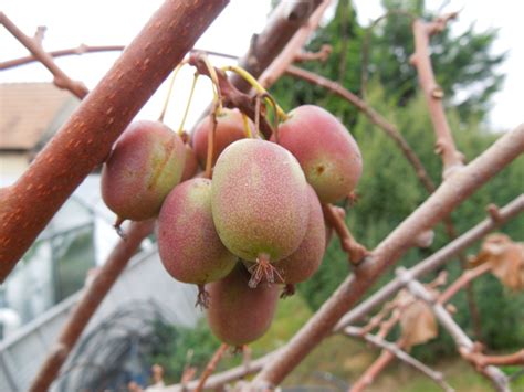 Ideálne stanovište pre kiwi