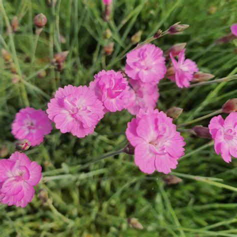 Dianthus gratianopolitanus 'Anett' kvety a listy